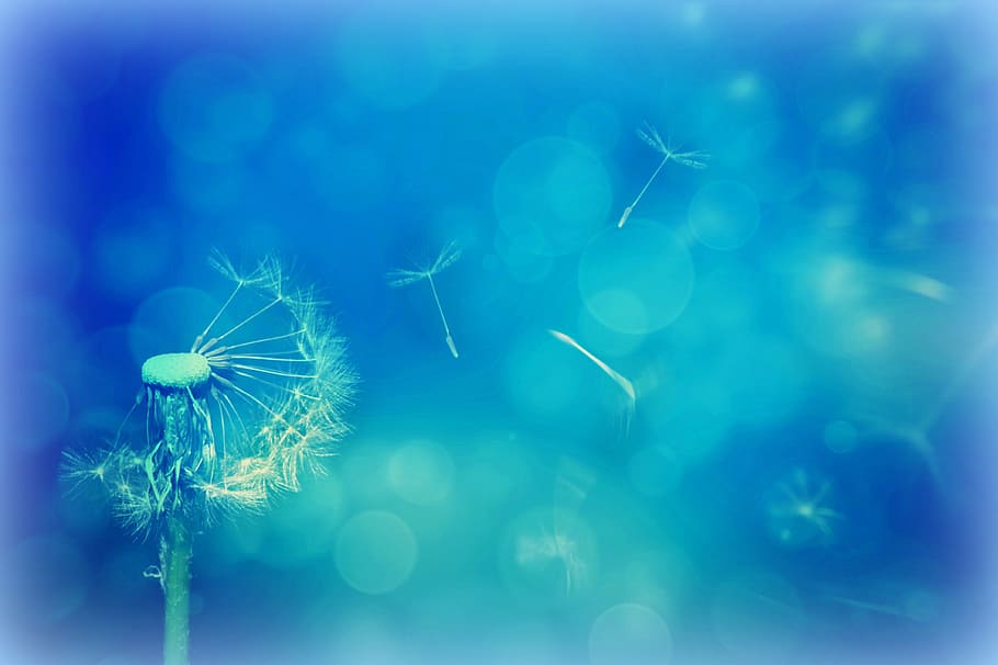 photography of white dandelion, texture, background, nature HD wallpaper