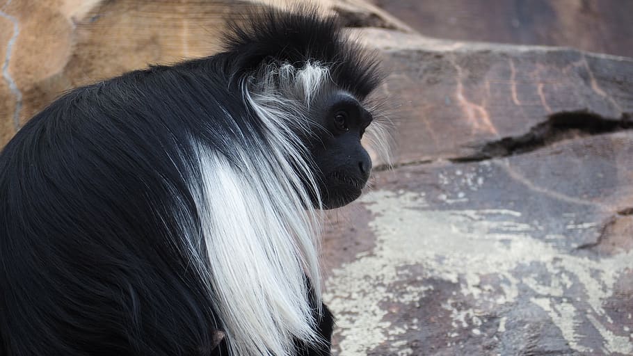 blue monkey, animal, jungle, tree, wild, wildlife, hair, nature HD wallpaper