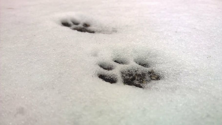 paw marks on snow coated ground, cat's paw, paws, cat track, paw prints, HD wallpaper