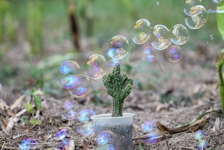 cactus, bubbles, garden, gardens, nature, plant, fragility, HD wallpaper