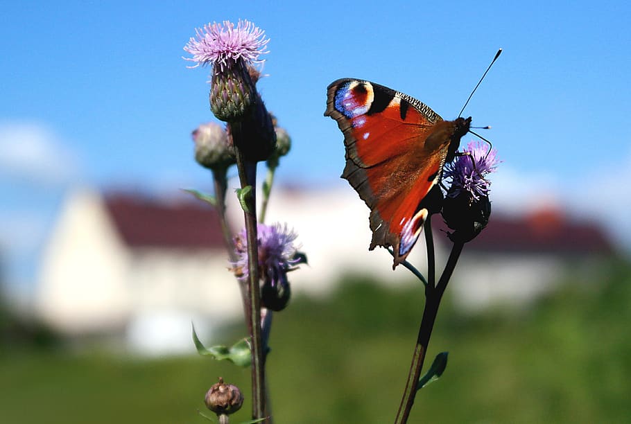 butterfly, nature, insect, flower, flowering plant, fragility HD wallpaper