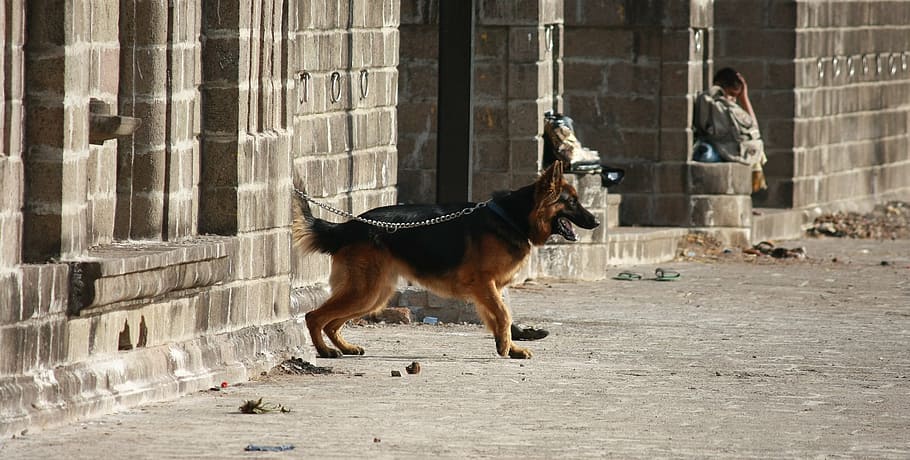 dog, leashed, dog leash, place, alone, pet, domestic animals HD wallpaper