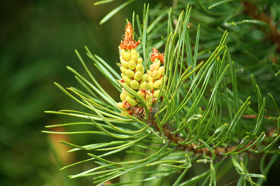 HD wallpaper: closeup photo of green petaled flower, pine, flowering ...