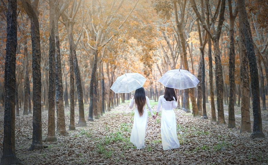 thoai, huy, pham, tree, forest, protection, plant, umbrella HD wallpaper
