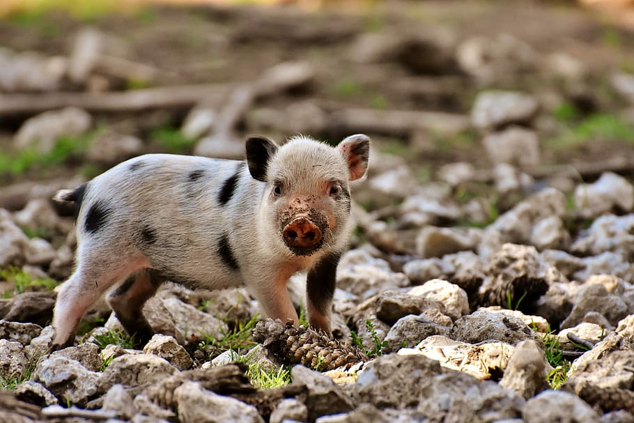 brown piglet on stone, small pigs, mini, cute, sweet, funny HD wallpaper