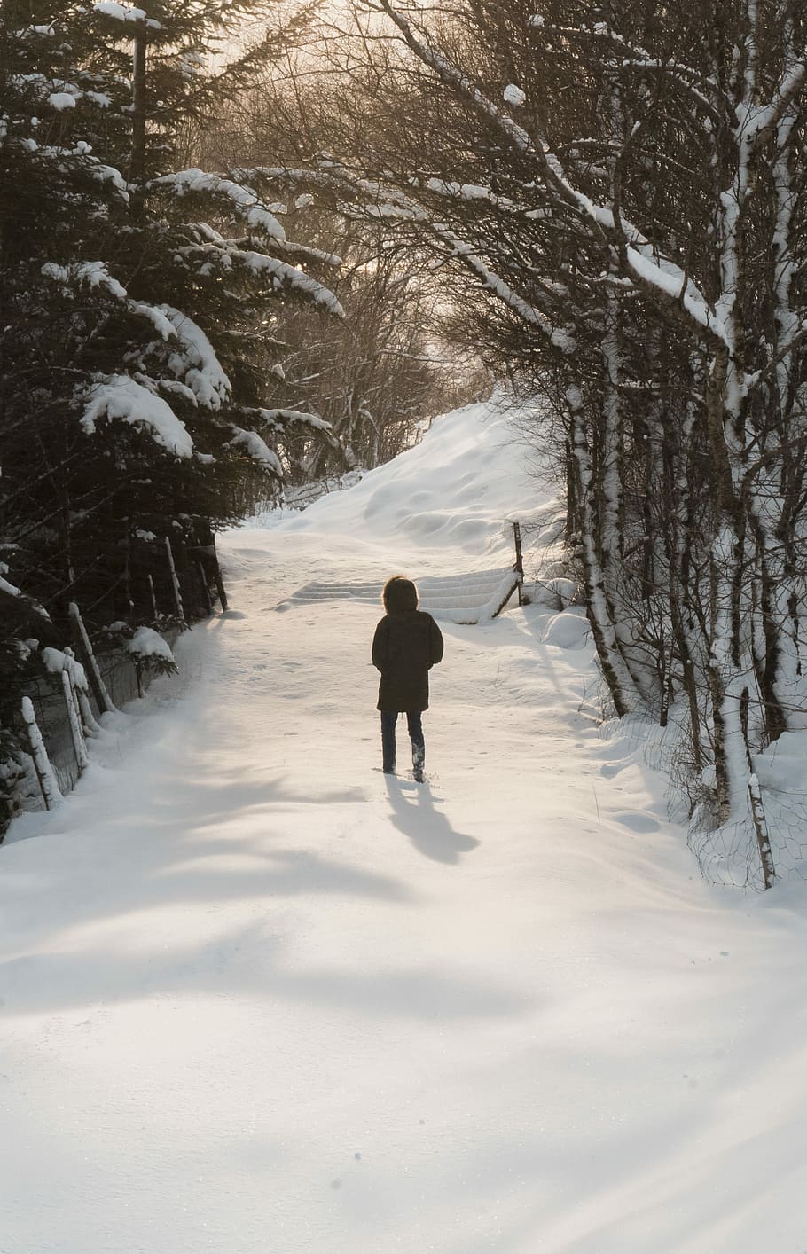 person waling on snow field surrounded by trees, boy walking on snow HD wallpaper