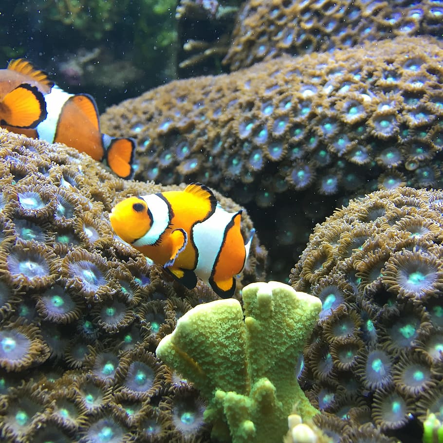fish, sea, underwater, reef, nature, animal, wildlife, multi Colored HD wallpaper