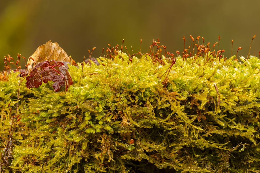 plants during daytime, moss, green, bemoost, growth, nature HD wallpaper