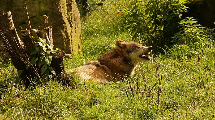 brown wolf on green grass, Foot, Tooth, Predator, Yawn, one animal HD wallpaper