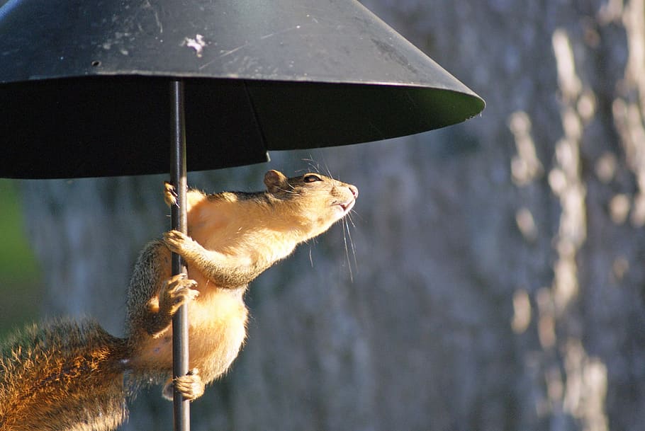 Squirrel, Adventure, Engineer, one animal, animal themes, close-up HD wallpaper
