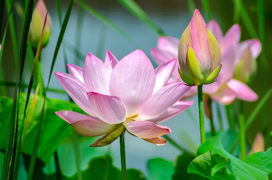 shallow focus photography of pink lotus, water, flower, nature HD wallpaper