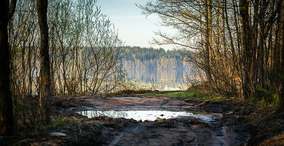 landscape, puddle, forest, trees, spring, water, plant, tranquility HD wallpaper