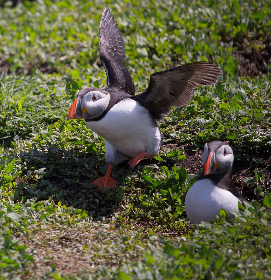 Puffin, Taking Off, Nesting, Hole, nest hole, farne, farne islands HD wallpaper