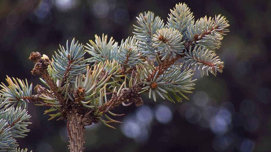 tree, sewing needles, winter, nature, plant, focus on foreground HD wallpaper