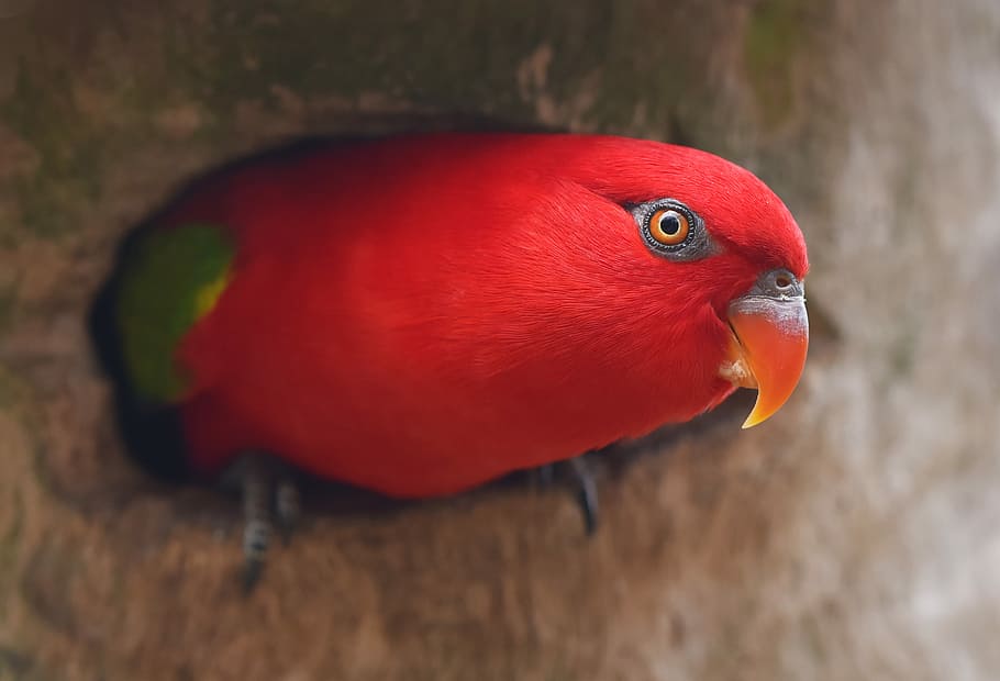 selective focus photography of red bird, red bird on top of brown surface HD wallpaper