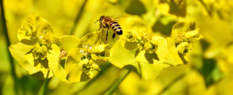 flowers, summer, yellow, bee, insect, nature, garden, summer plant HD wallpaper