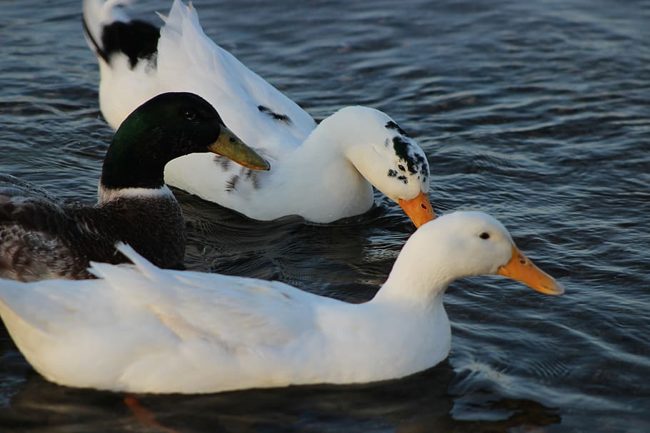 burhaniye, iskele, ducks, bird, animal themes, water, vertebrate HD wallpaper