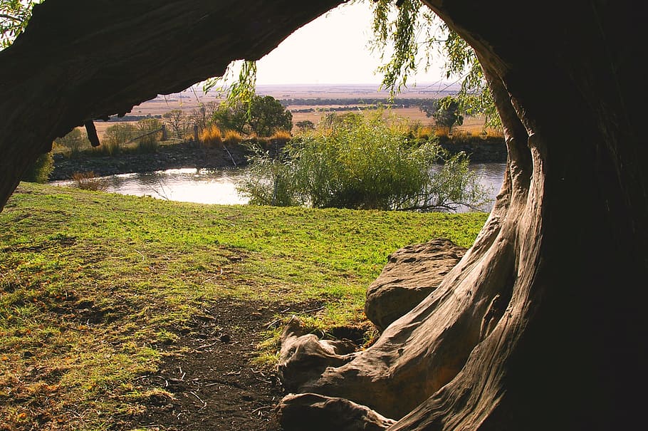 tree, lake, perception, outdoor, view, plant, water, nature HD wallpaper