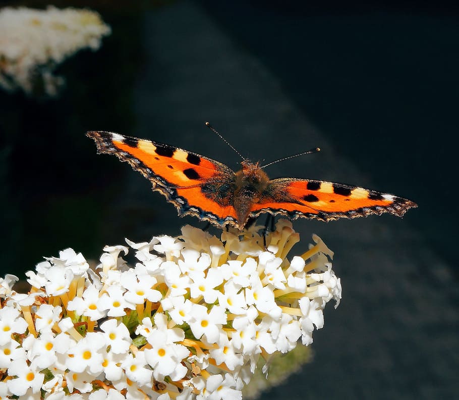 Butterfly, Little Fox, Color, butterflies, edelfalter, nymphalis urticae, HD wallpaper