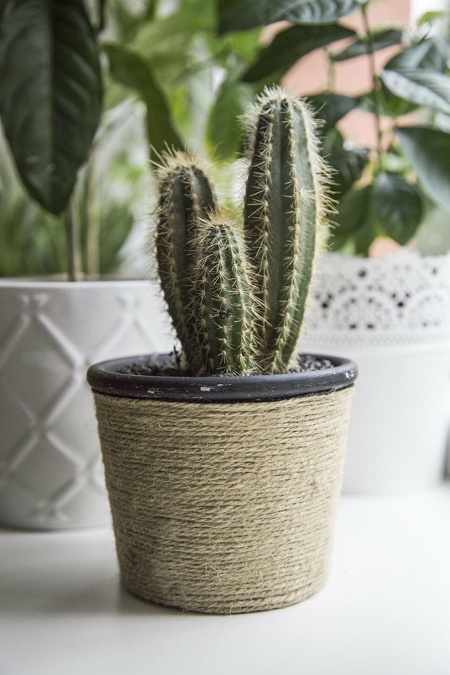 green cactus plant on black plant pot, succulent, pikes, sharp, HD wallpaper