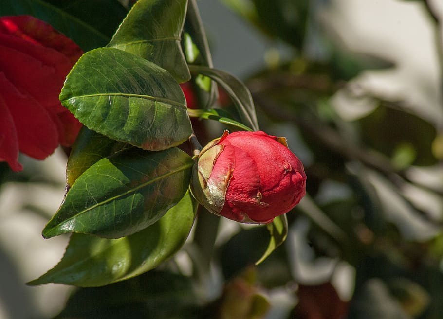 flower, camelia, button, flower bud, leaf, plant part, red HD wallpaper