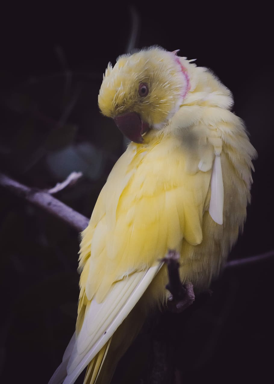 yellow bird on tree branch, focus photo of lutino rose-ringed parakeet perching on branch of tree