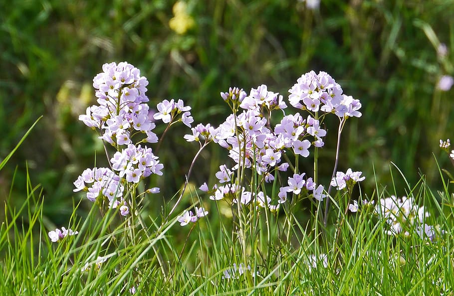 smock, inflorescence, spring, grass, meadow, umbel, purple HD wallpaper