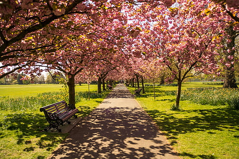 brown wooden bench under pink cherry blossom tree, cherry blossoms HD wallpaper
