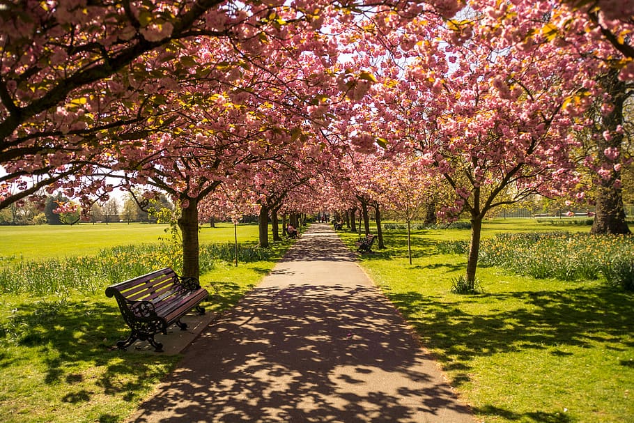 brown wooden bench under pink cherry blossom tree, cherry blossoms HD wallpaper