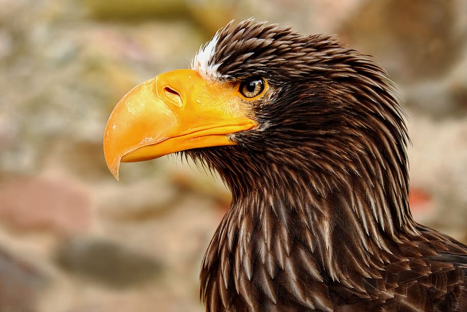 selective focus photography of yellow-beaked eagle, giant eagle HD wallpaper