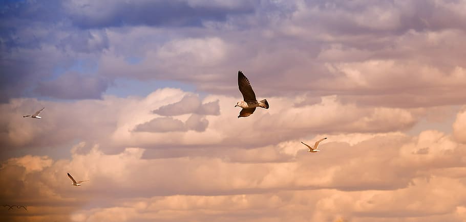 four flying birds under white and blue sky at daytime, seagull HD wallpaper