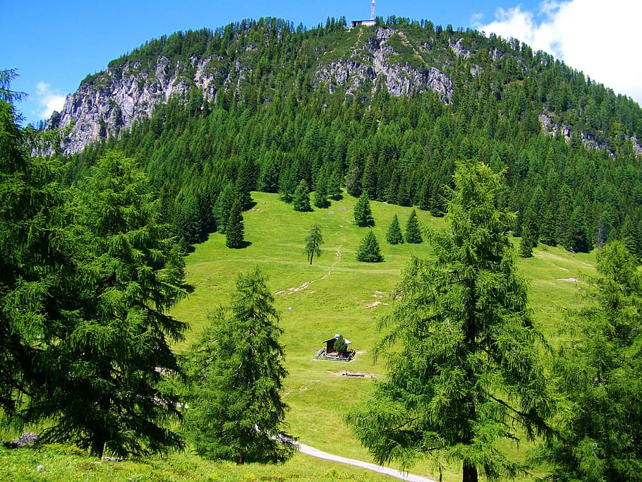 alpine, idyll, pasture, tree, plant, green color, growth, beauty in nature HD wallpaper