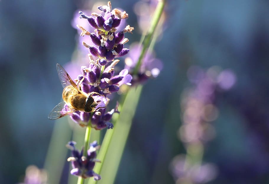 bee, nectar, lavender, blooming lavender, lavender fragrance HD wallpaper