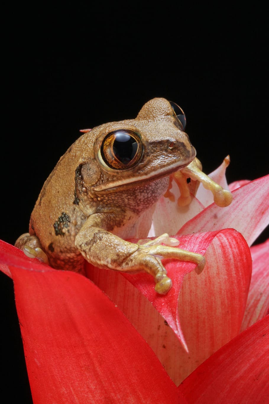 closeup photography of brown frog on pink flower, marbled reed frog, HD wallpaper