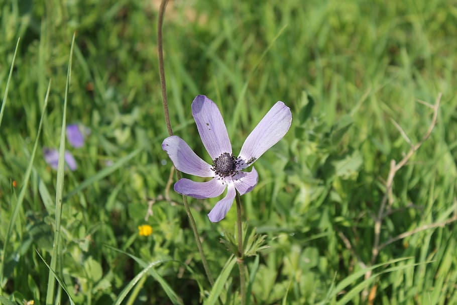 flower, spring, blossom, plant, flowering plant, growth, beauty in nature HD wallpaper
