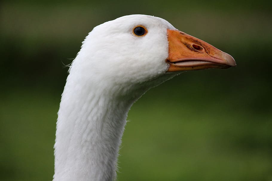 goose, white, head, meadow, bio, grass, detail, bird, animal themes HD wallpaper