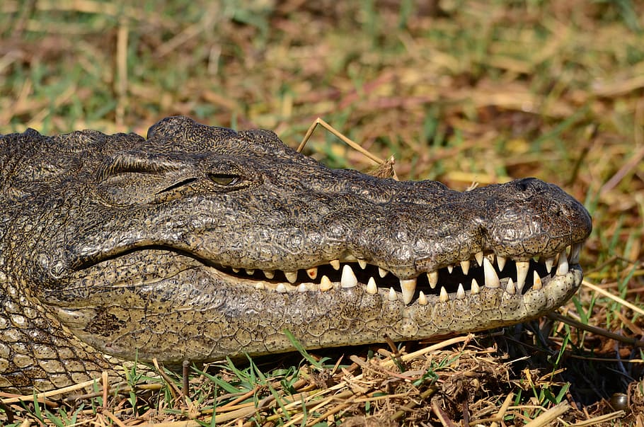 crocodile, botswana, chobe, tooth, animal themes, animal wildlife HD wallpaper