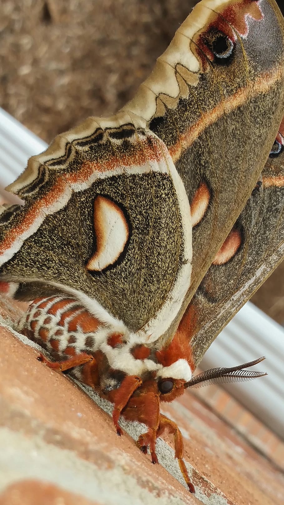 Moth, Nature, Insect, close-up, indoors, food and drink, no people HD wallpaper