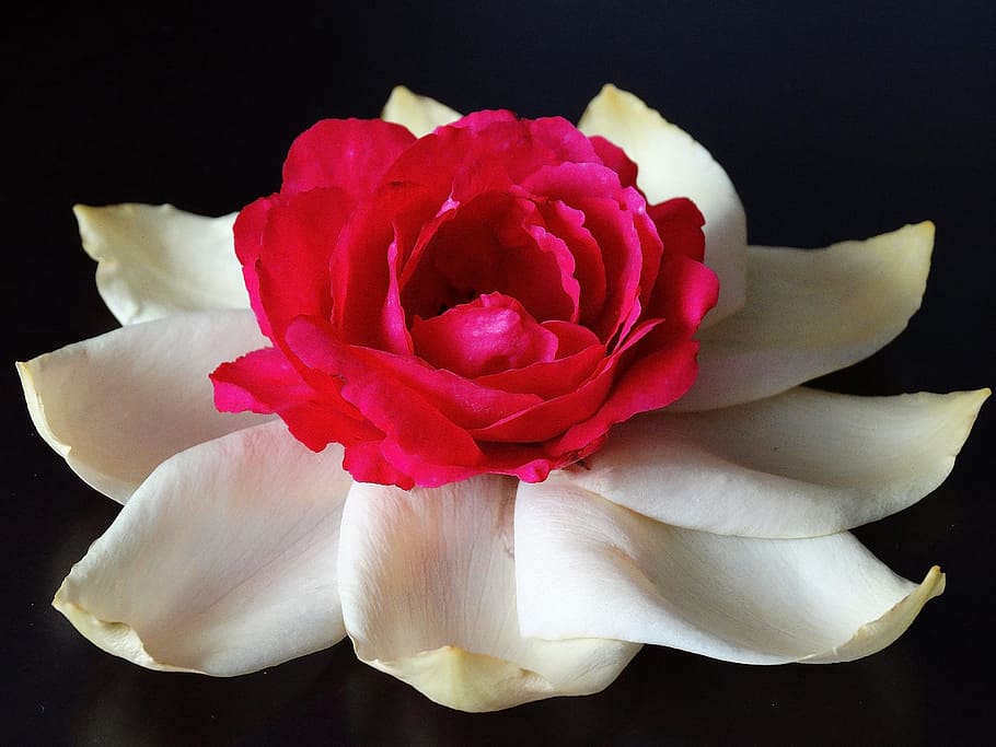 flower, rose, rose bloom, white, red, black, flowering plant HD wallpaper