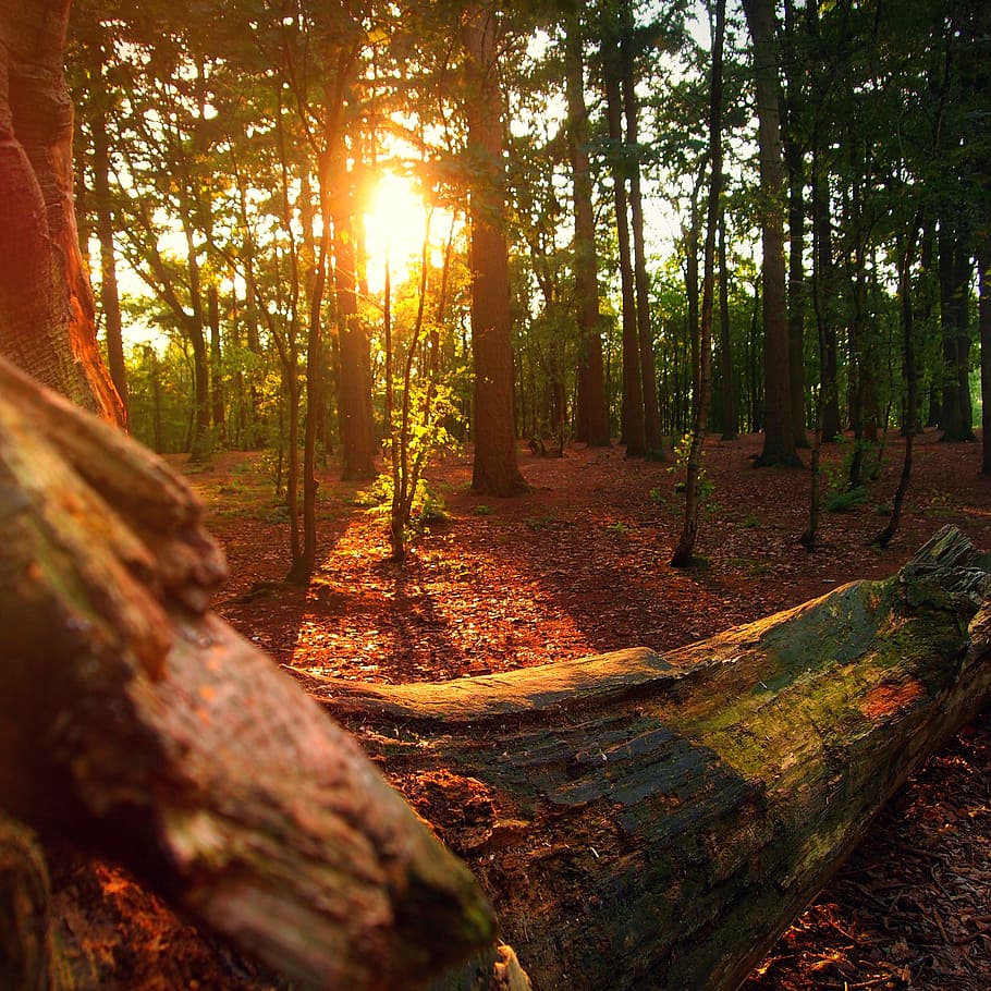 sun rays on green leaf tall trees at golden hour, forest, evening HD wallpaper