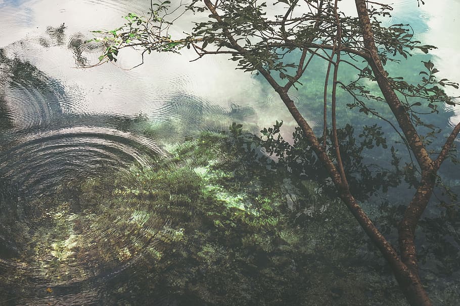 water reflection of tree at daytime, photo of green leaf tree on body of water at daytime HD wallpaper