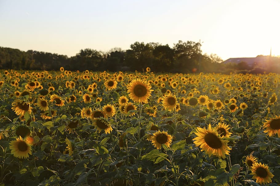 sunflower, provence, light, plant, growth, beauty in nature HD wallpaper