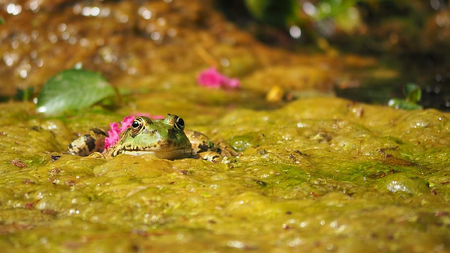 nature, gerardo, frog, pond, water, animal themes, one animal HD wallpaper