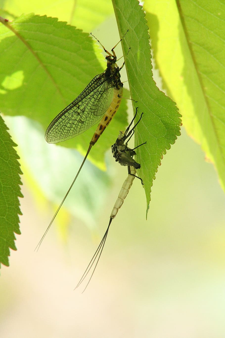 Dragonfly, Larva, Hatched, Insect, dragonfly larva, nature HD wallpaper
