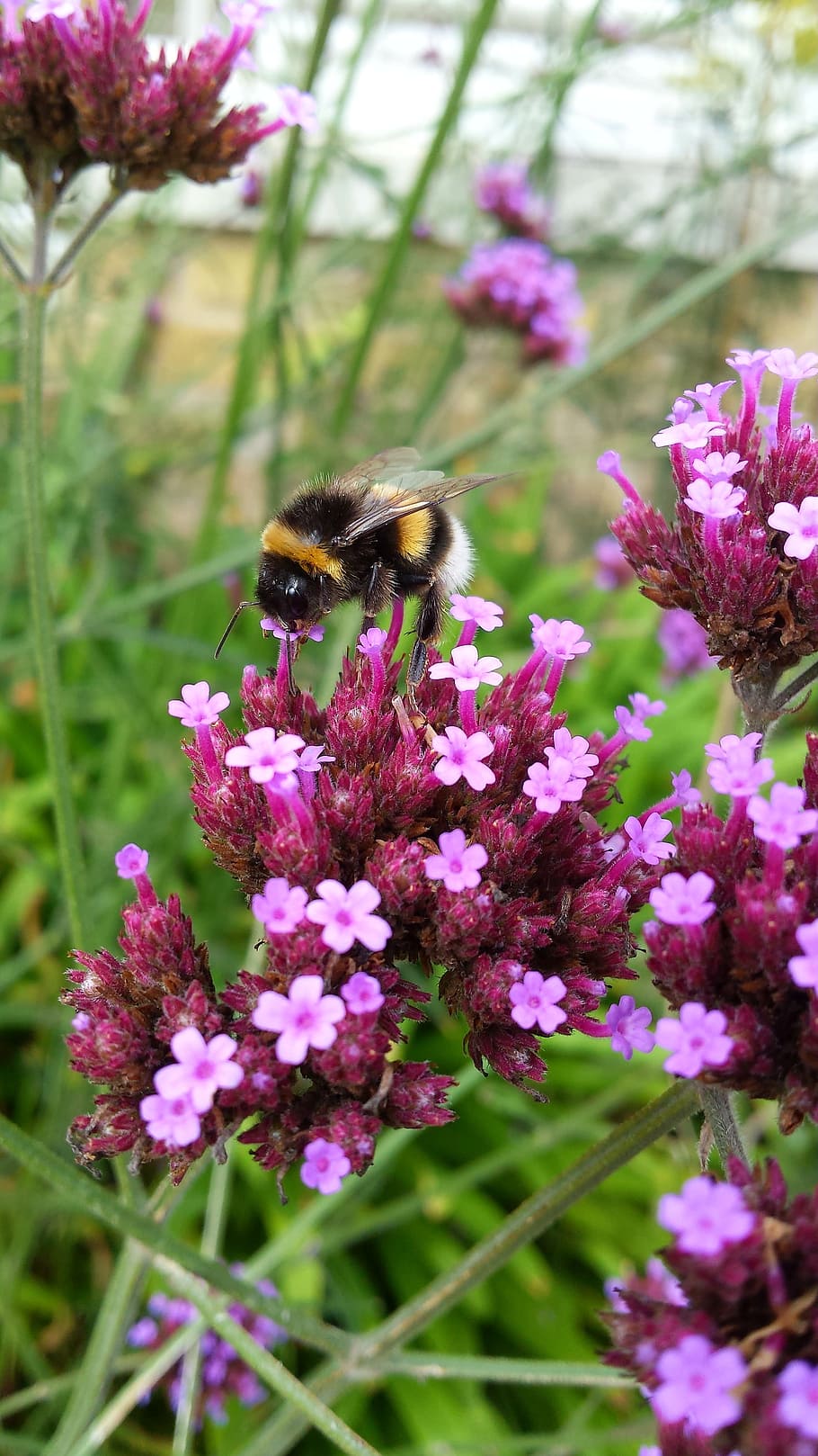 Hummel, Insect, Sprinkle, flower, one animal, bee, purple, fragility HD wallpaper