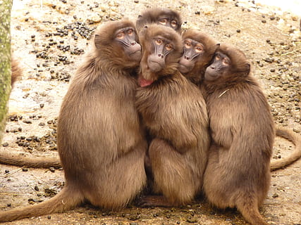four brown primates, baboons, monkey, mammal, ze, selfie, group of animals HD wallpaper