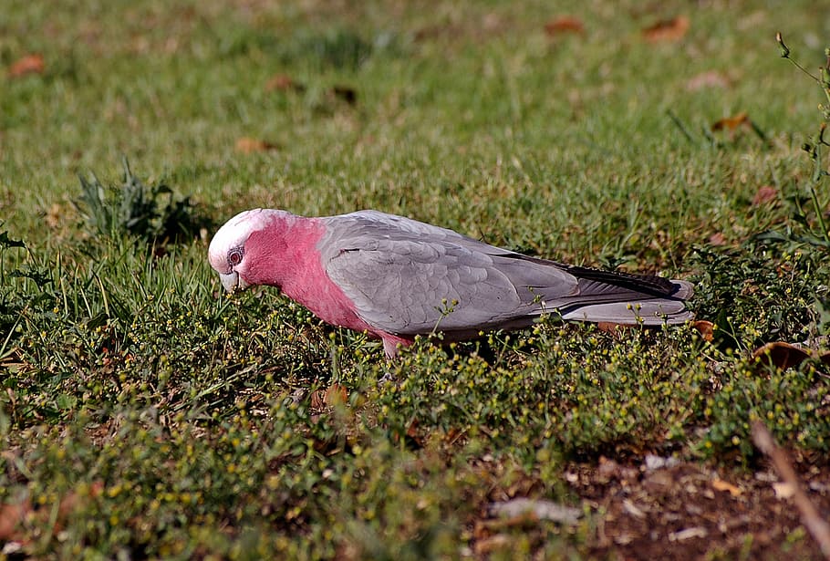 galah, rose-breasted cockatoo, parrot, bird, pink, grey, white, HD wallpaper