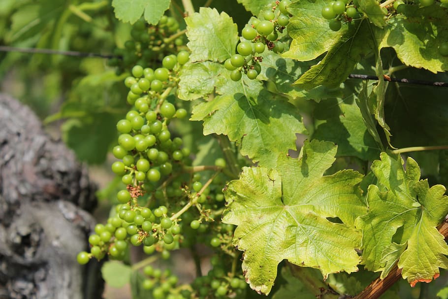wine, vine, grape, winegrowing, vineyard, plant, green, rebstock HD wallpaper