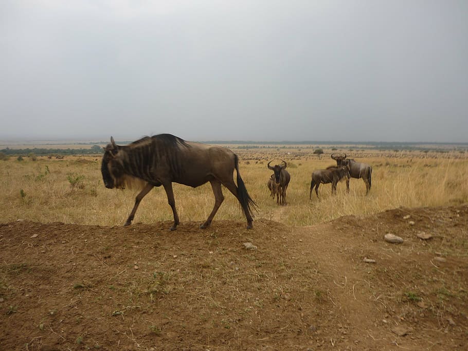 gnu, flock, savannah, masai mara, kenya, africa, animal, wildebeest HD wallpaper