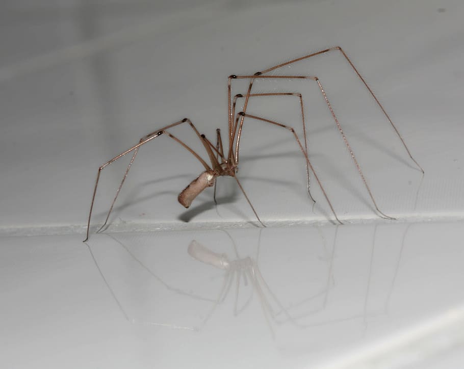 spider, arachnids, legs, insect, arachne, one animal, animal themes HD wallpaper